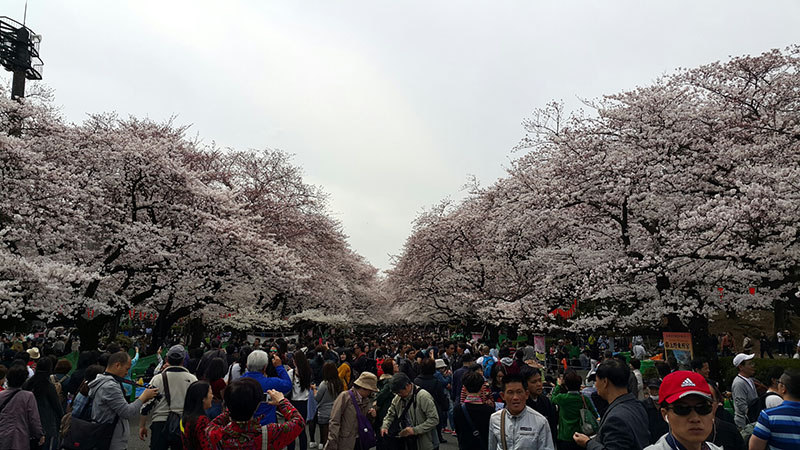 Sakura di Taman Ueno