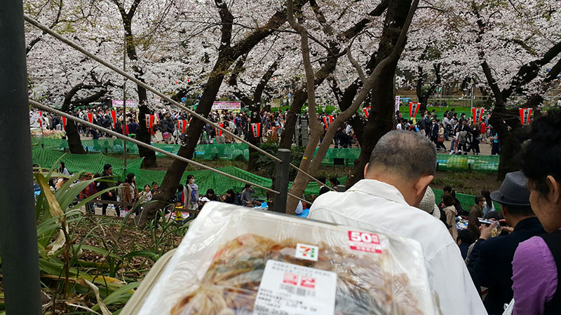 Makan Siang Sembari Ditemani Sakura